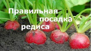 Правильная посадка редиса!