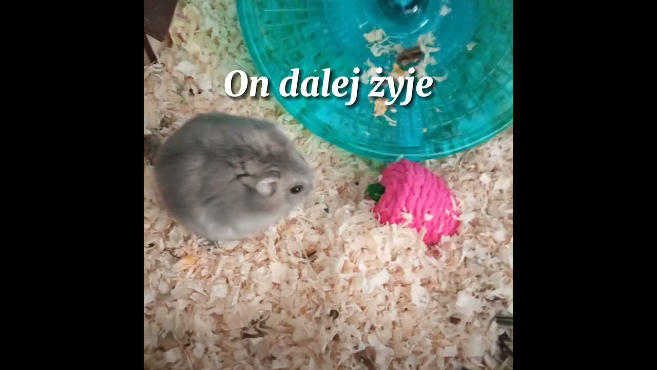 Spoczywaj w pokoju mój mały chomiczku {*} 