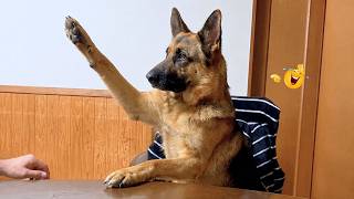 Hilarious Dog Moments That Turned Normal Days Into Chaos