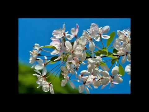 Perez Prado - Cherry Pink and Apple Blossom White