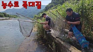 집 앞 농수로에서 족대질로 물고기 잡아 천렵 해보자~시골 아재들 일상//