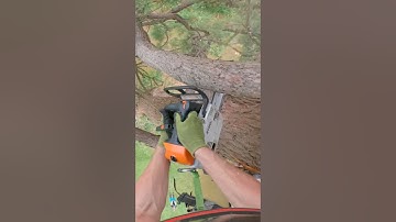 Sequoia rigging. #rigging #treework #arborist #chainsaw