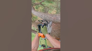 Sequoia rigging. #rigging #treework #arborist #chainsaw
