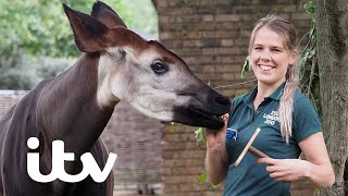 The Zookeepers Perform An Ultrasound Of A Rare Okapi Baby | London Zoo: An Extraordinary Year | ITV