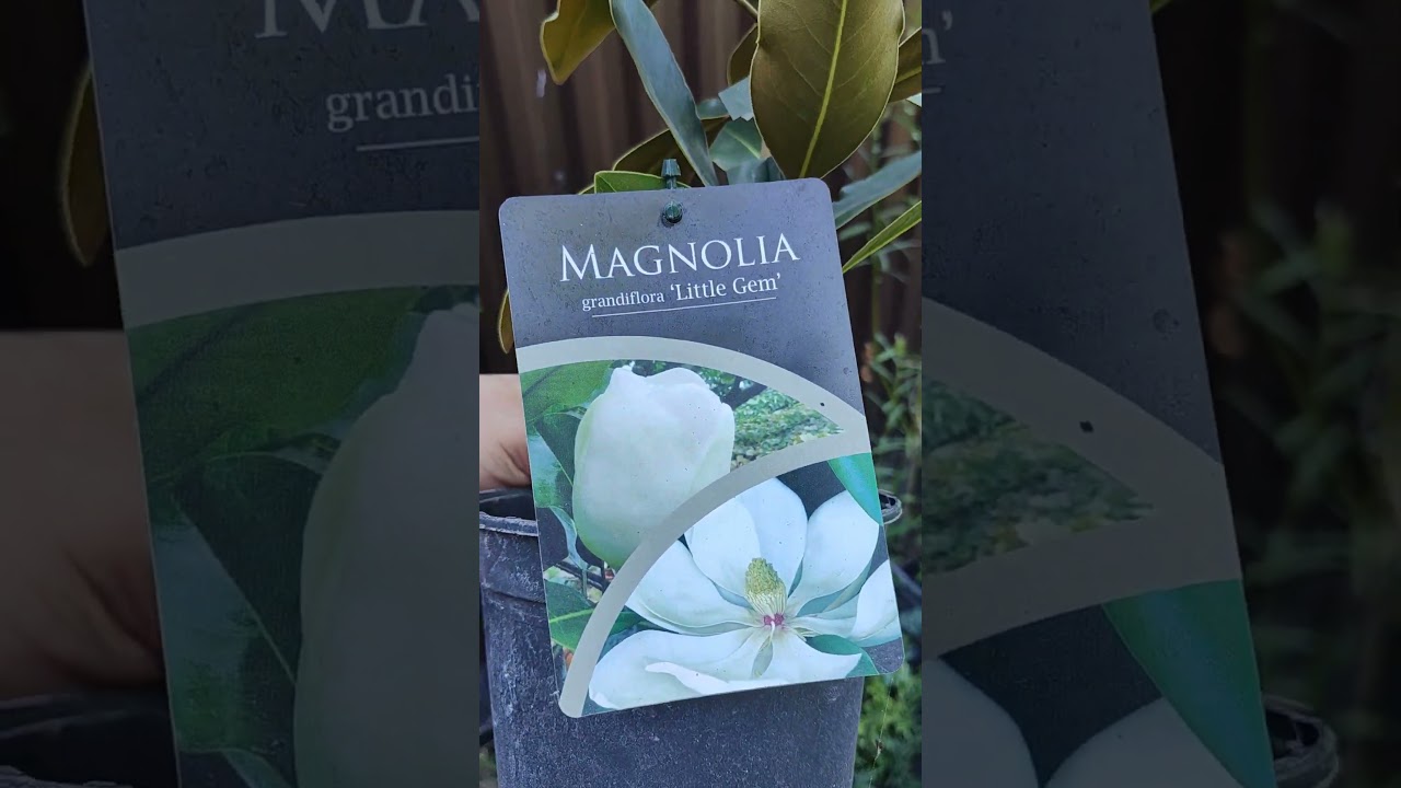 Магнолия Grandiflora Little Gem. 