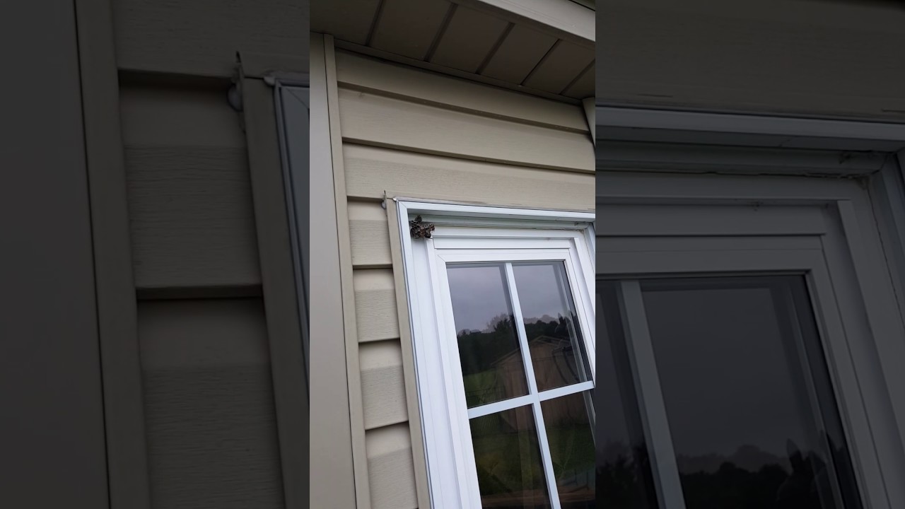 Wasp Killer! Lol... Don't mind my scary ass!