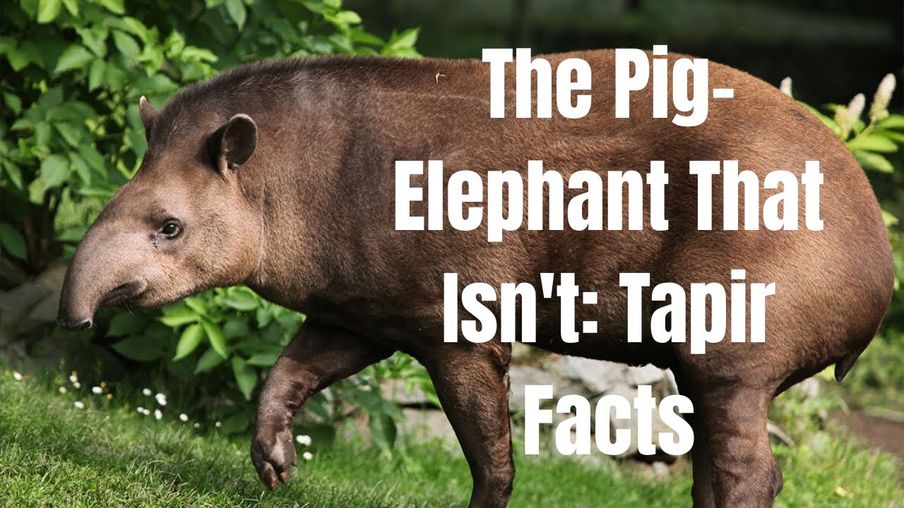 The Pig-Elephant That Isn't: Tapir Facts 
