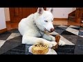 WE GOT MY PUPPY A CAKE FOR HIS FIRST BIRTHDAY!