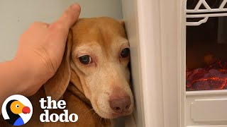 Terrified Beagle Who'd Never Been Inside Before Finally Opens Up | The Dodo