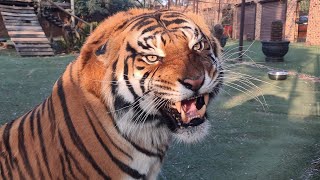 Wow ! Diego that was some roaring !