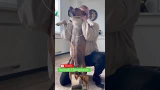 #chiropractic #duet #pistenbully #dog #puppy #animals #funny #hund #cutedog #asmr