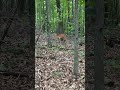 Little whitetail!  #outdoors #nature #deer #deerhunting #hunting #newengland #shorts #shortsfeed