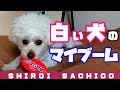 白い犬のおしり拭きと赤ちゃんへの愛情がハンパない【トイプードル｜toypoodle】