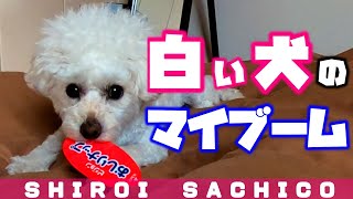 白い犬のおしり拭きと赤ちゃんへの愛情がハンパない【トイプードル｜toypoodle】