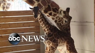 Millions Waiting For Viral Sensation April The Giraffes Calf To Be Named