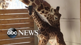 Millions waiting for viral sensation April the giraffe's calf to be named