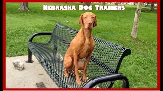 Zeke | 5 YO Vizsla | Offleash reliable dog training in Lincoln, Nebraska