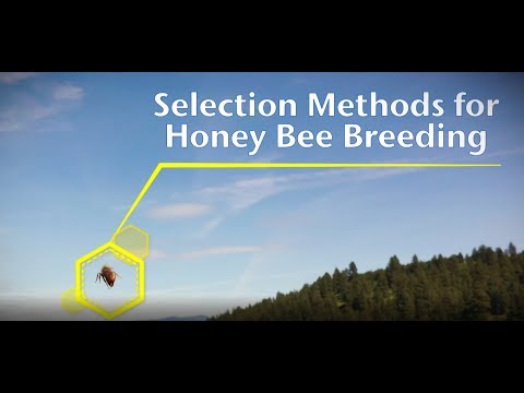 Video: How To Breed Queens In An Apiary: The Easiest Way