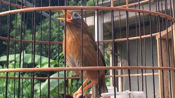 Luyện Chim Hoạ Mi Hót Đấu Căng Lửa Mỗi Ngày Hiệu Quả Cực Mạnh/ Video luyện giọng hay cho chim hoạ mi