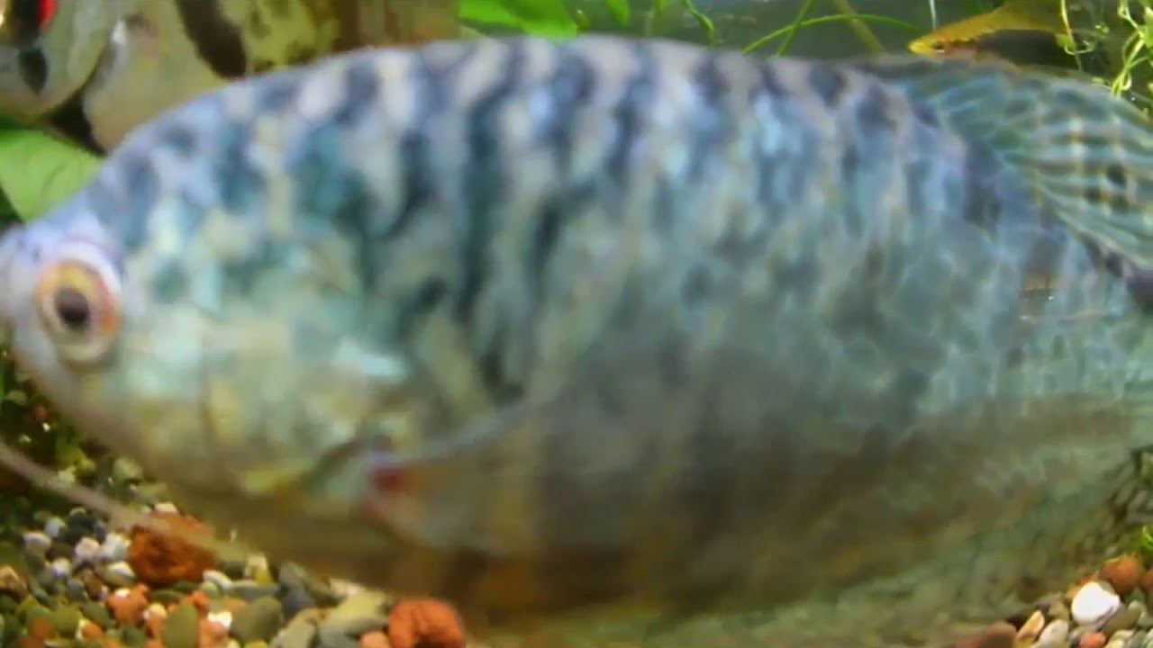 зоомагазин АМФИБИЯ Тамбов (японская кубышка )