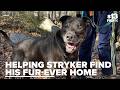Meet Stryker: A well-mannered, ride-loving dog looking for a loving home