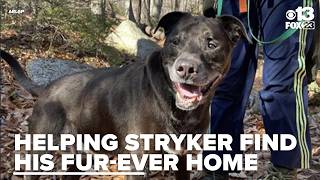 Meet Stryker: A well-mannered, ride-loving dog looking for a loving home