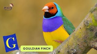 Abc Birds Song Real Animals Song Learn English, Alphabets And Animals For Kids