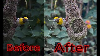 Bird Photography Editing | Photoshop Tutorial | Aazad Studio screenshot 5