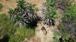 Aerial-led Treatment of Arrowed Elephant | Sheldrick Trust