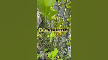 Calamansi or Calamondin is Easy to Marcot