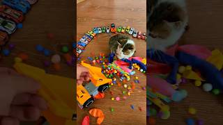 Dersky Cat 🐈 #marblerunandmore #cat #reverse