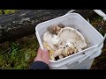 How to find Lots of Matsutake Pine Mushrooms