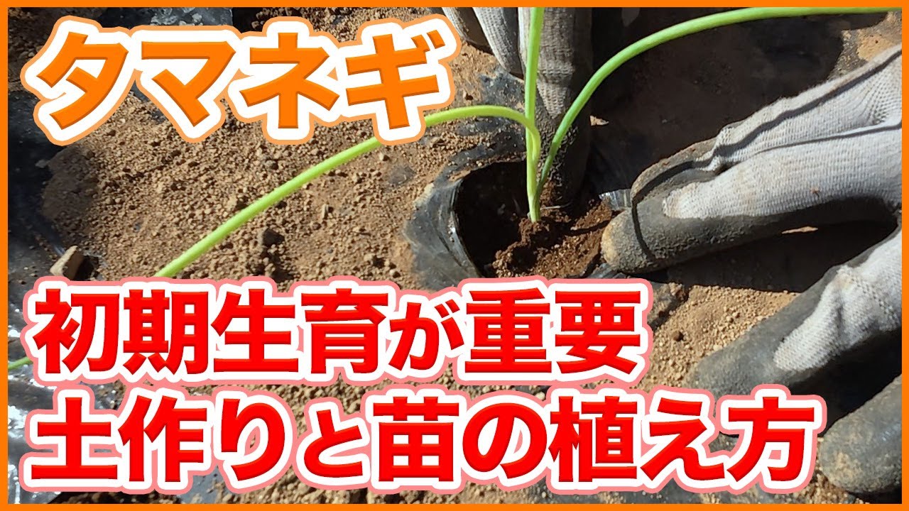 How to start growing onions] Makes a difference in early growth! A