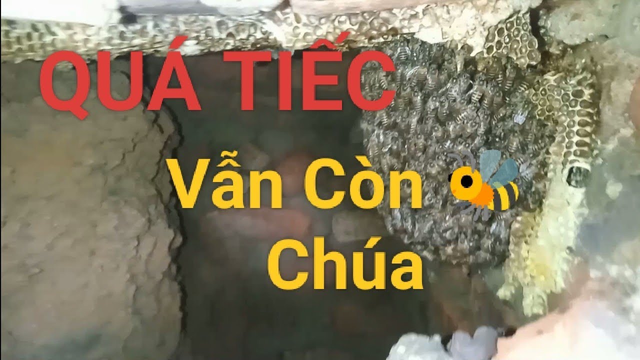 Bắt ong nhà hoang Và Chia buồn với bác thợ đi trước phần 1