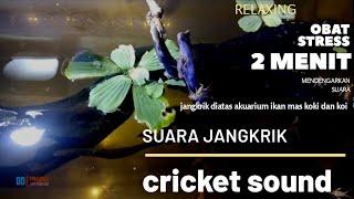 suara jangkrik I cricket sound obat stress 2 menit