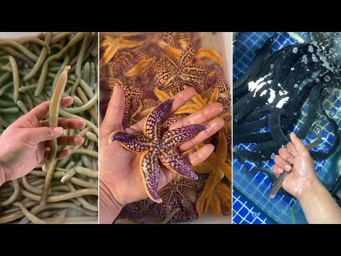 Cooking And Eating Delicious Fresh Seafood - Yummy And Funny Ep. 01