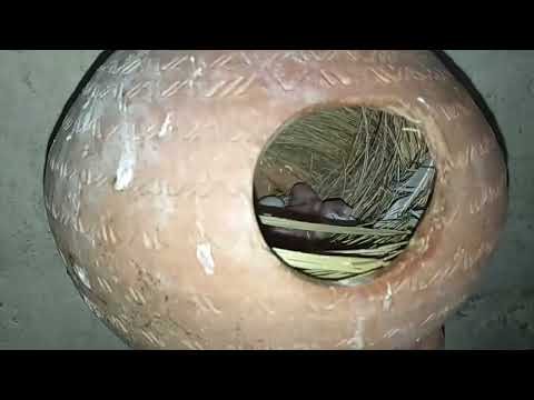 White java finch breeding progress #multan