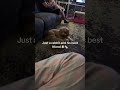 Just rabbit and his best friend🥰🥰 #memes #dc #funny #viral #cute #fyp #shorts #bunny #dog