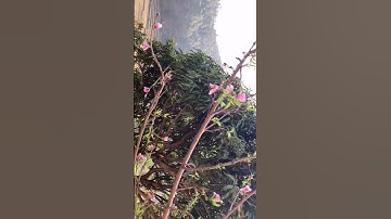 Thumbnail of Peach Blossom🌸#peach #blossom #samurai #love  #beautiful #cinematicvideo #japan #peaches #peaceful