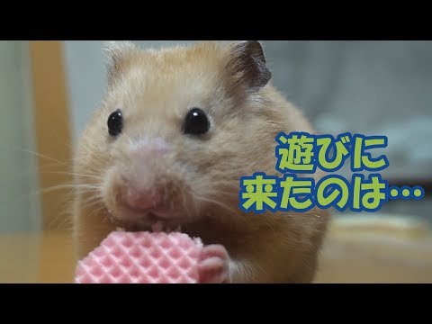 【必殺技で勝負だ！】ハムスターが友達とポケモンごっこ