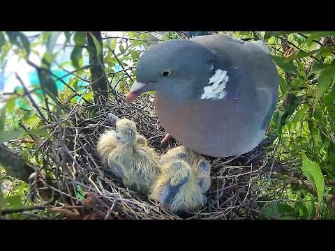 Video: Care porumbel de pădure construiește cuibul?
