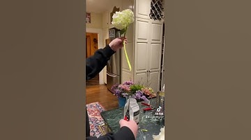 Hydrangea care. #floral #floraldesign #shorts #flowercare #hydrangea