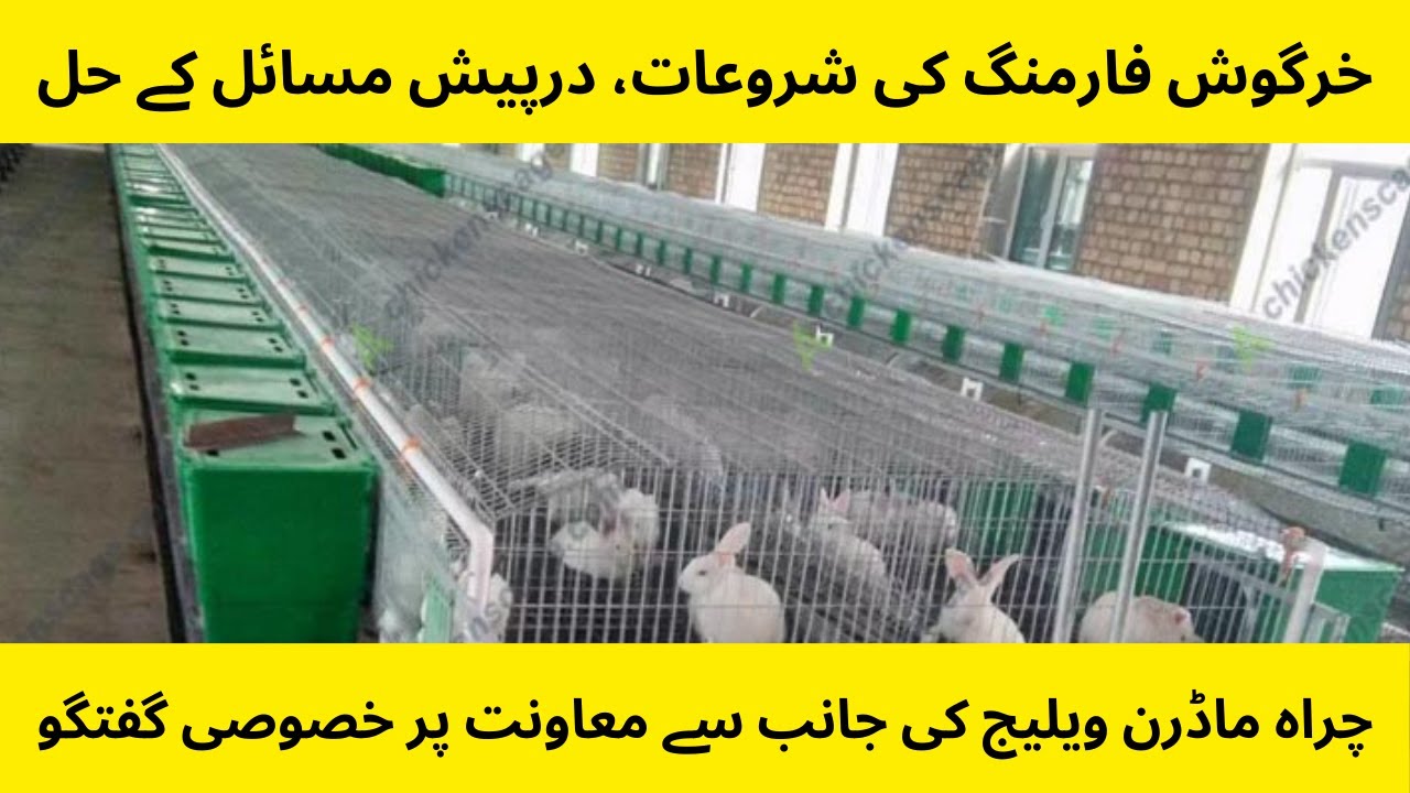 How to start rabbit farming under Chirah Modern Village | Chirah Rabbit ...