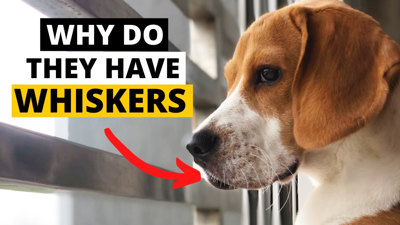 Why do Beagles have Whiskers? Can you Cut Them?