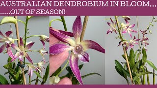 Australian Dendrobium in bloom...out of season!!