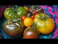 Homegrown Heirloom Tomato Taste-Test // Urban Container Garden // Learning to Grow