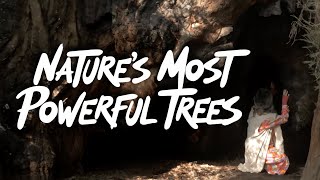 Redwood Forest Secrets   How Trees Talk   Survive   and Save the Planet
