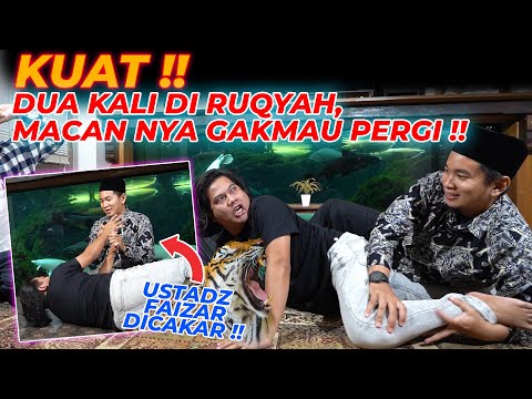 KALI INI AWAN KESURUPAN HEWAN BUAS !!! USTADZ FAIZAR HAMPIR DITERK4M MACAN...!!!