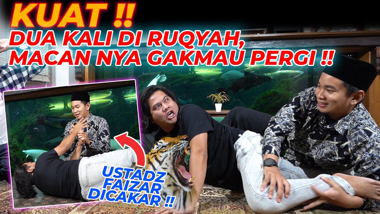 KALI INI AWAN KESURUPAN HEWAN BUAS !!! USTADZ FAIZAR HAMPIR DITERK4M MACAN...!!!