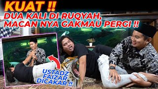 KALI INI AWAN KESURUPAN HEWAN BUAS !!! USTADZ FAIZAR HAMPIR DITERK4M MACAN...!!!